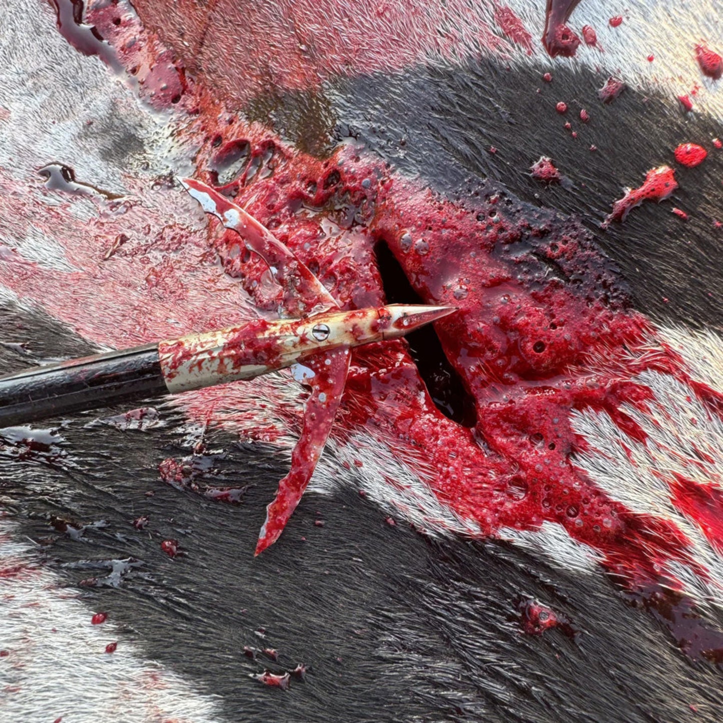 Bowmar Beast mechanical broadhead next to a bowhunting kill shot, demonstrating penetration and performance in the field