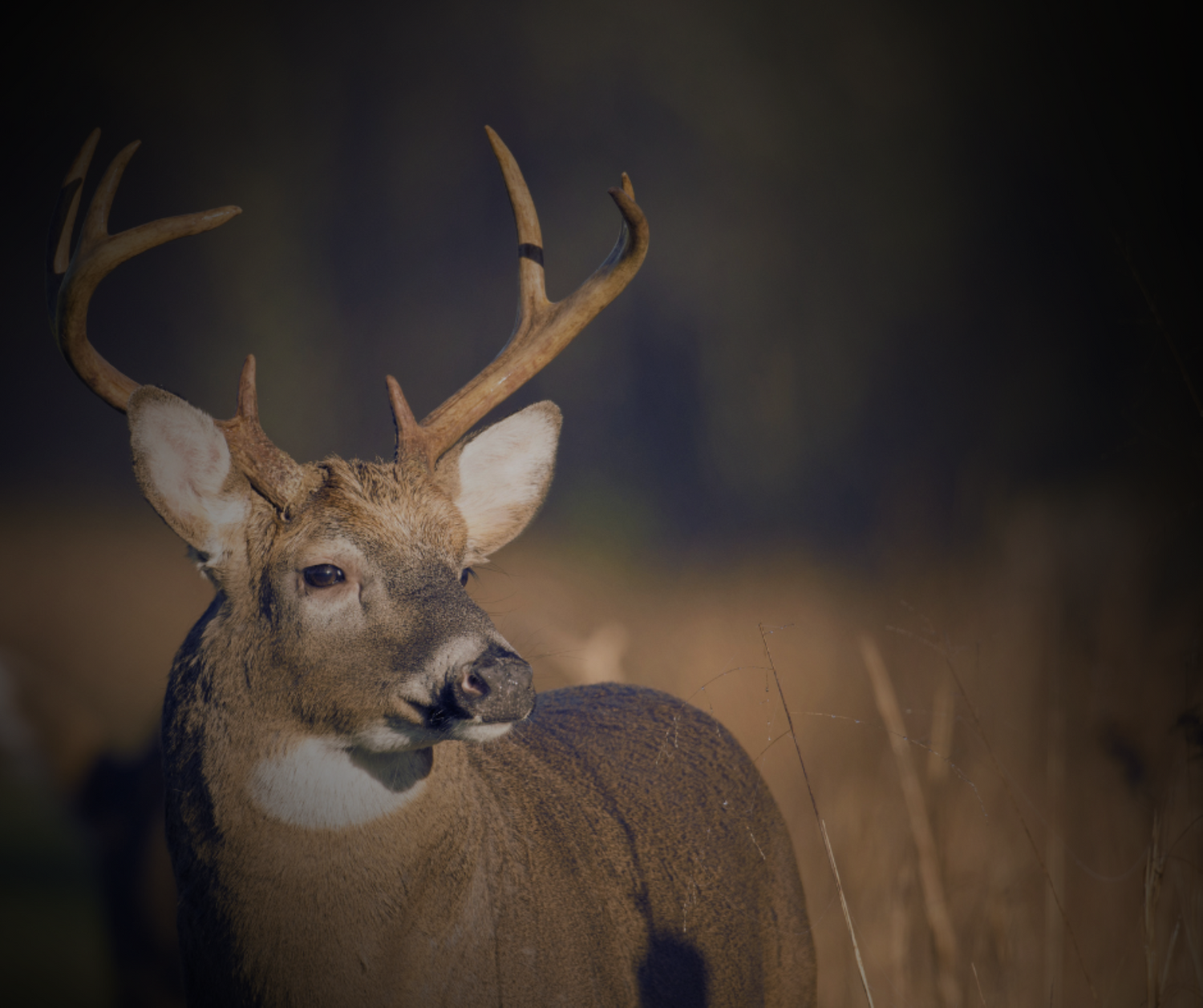 Whitetail buck in a field — hunting season gear at Fether Archery
