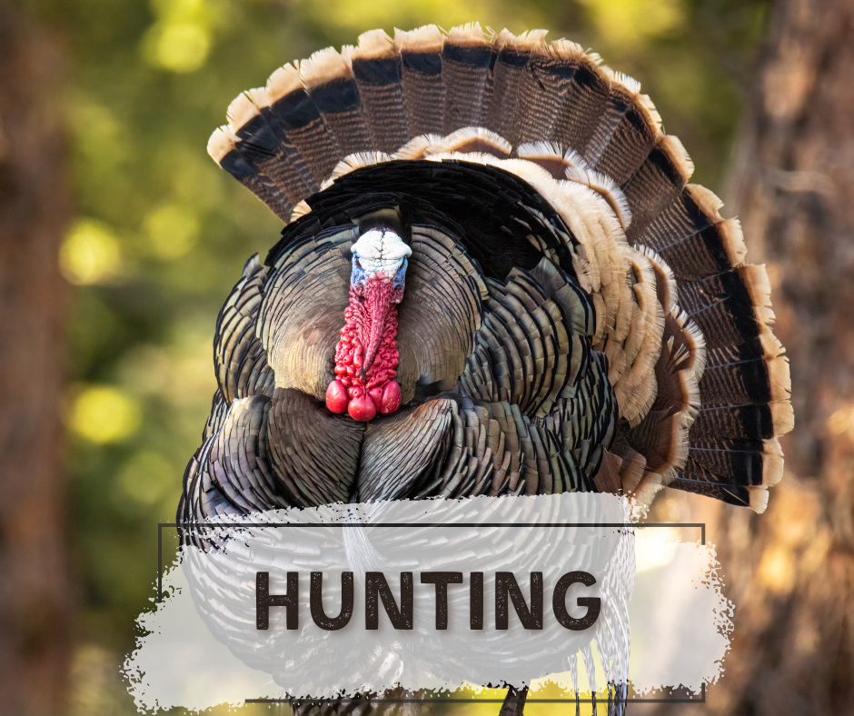 Tom turkey in blurred woodland background – turkey hunting archery broadheads bowhunting gear