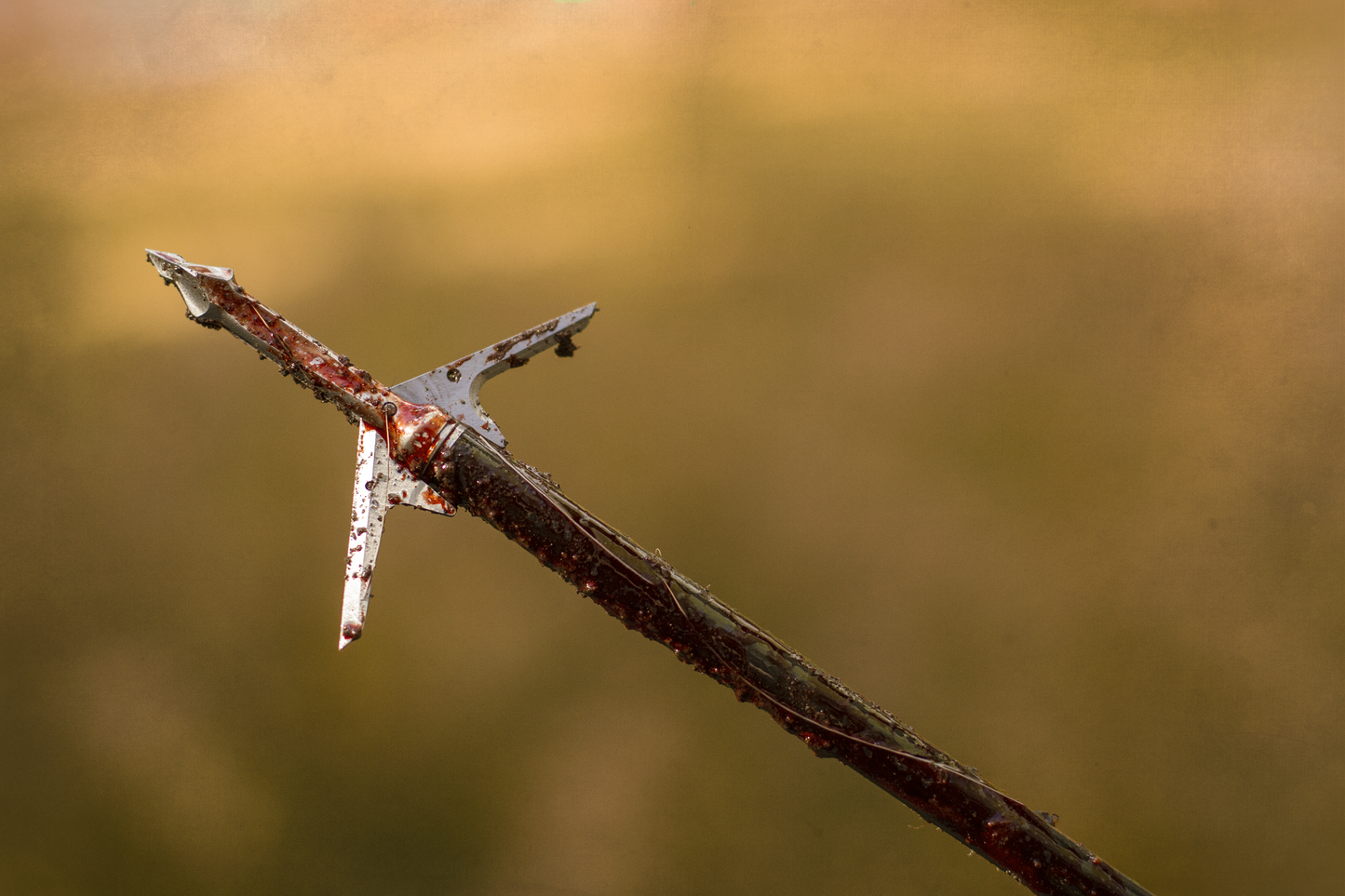 Slick Trick RaptorTrick broadhead deployed on arrow after successful harvest showing devastating 2-inch wound channel
